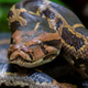 Image for article titled Burmese Python Shocked At Amount Of Stress Man Holding In His Neck